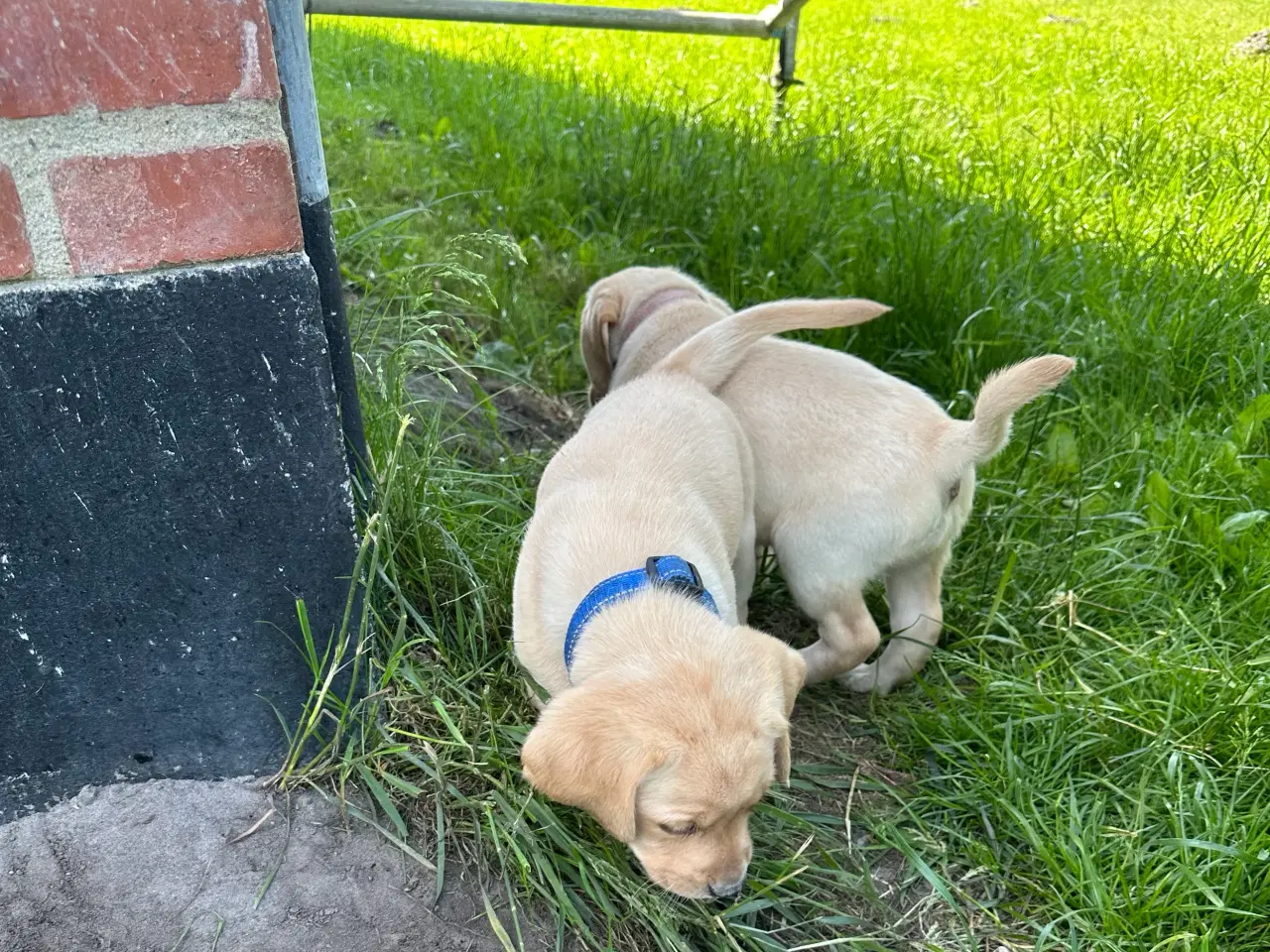 Billede 3 - Labrador hvalpe