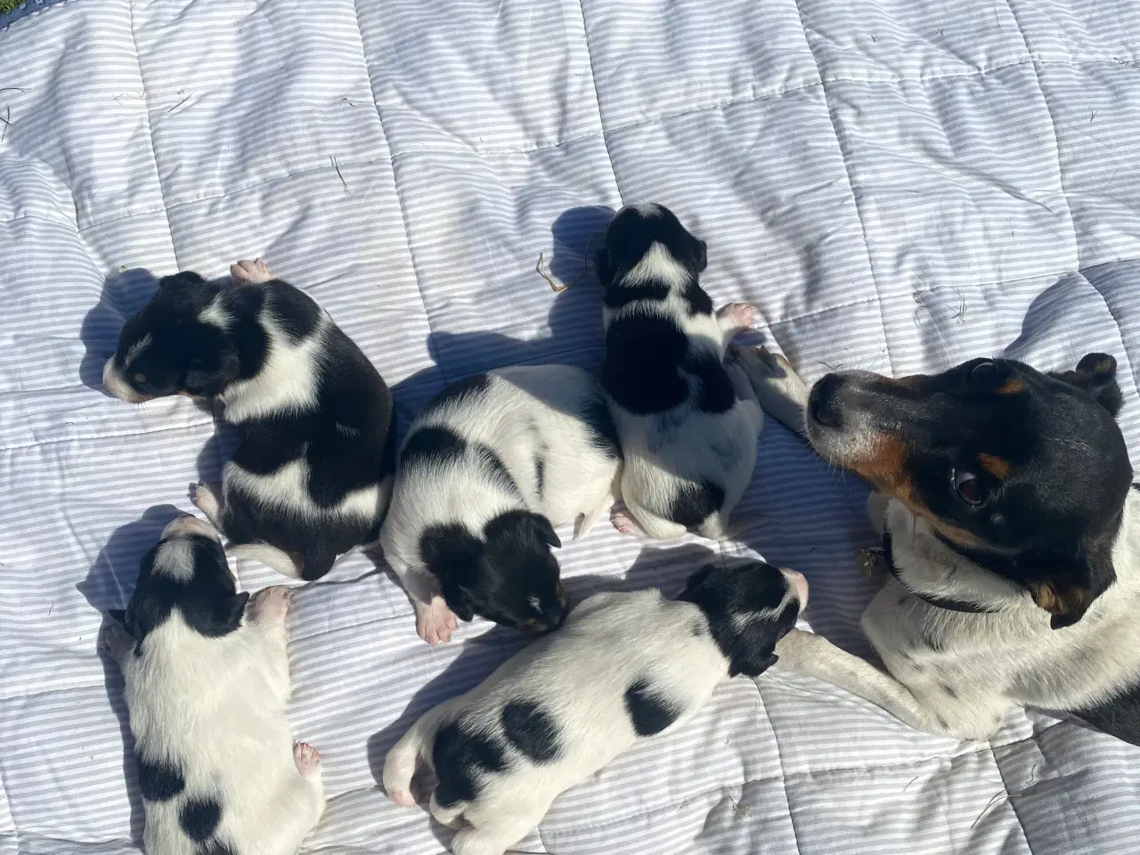 Billede 6 - Dansk-svensk gårdhund trefarvet