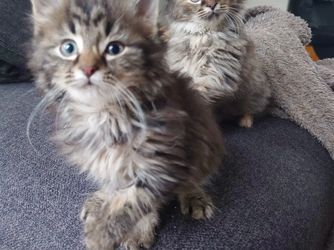 Billede 16 - Maine coon killing Far med tavle