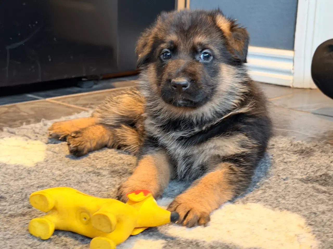 Billede 11 - Schæferhvalpe med stamtavle