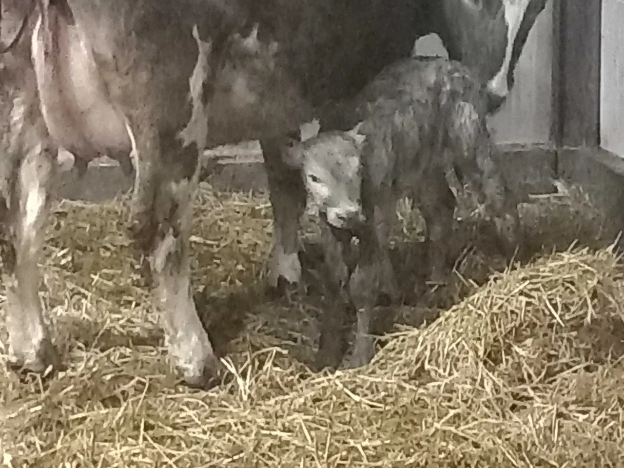 Billede 4 - Charolais/Holstein ko