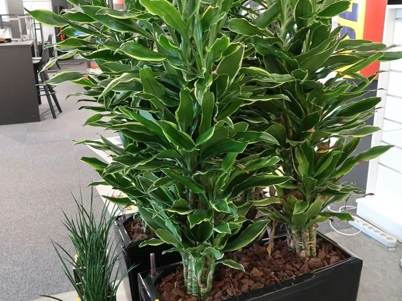 Billede 2 - 5 stk. Planter