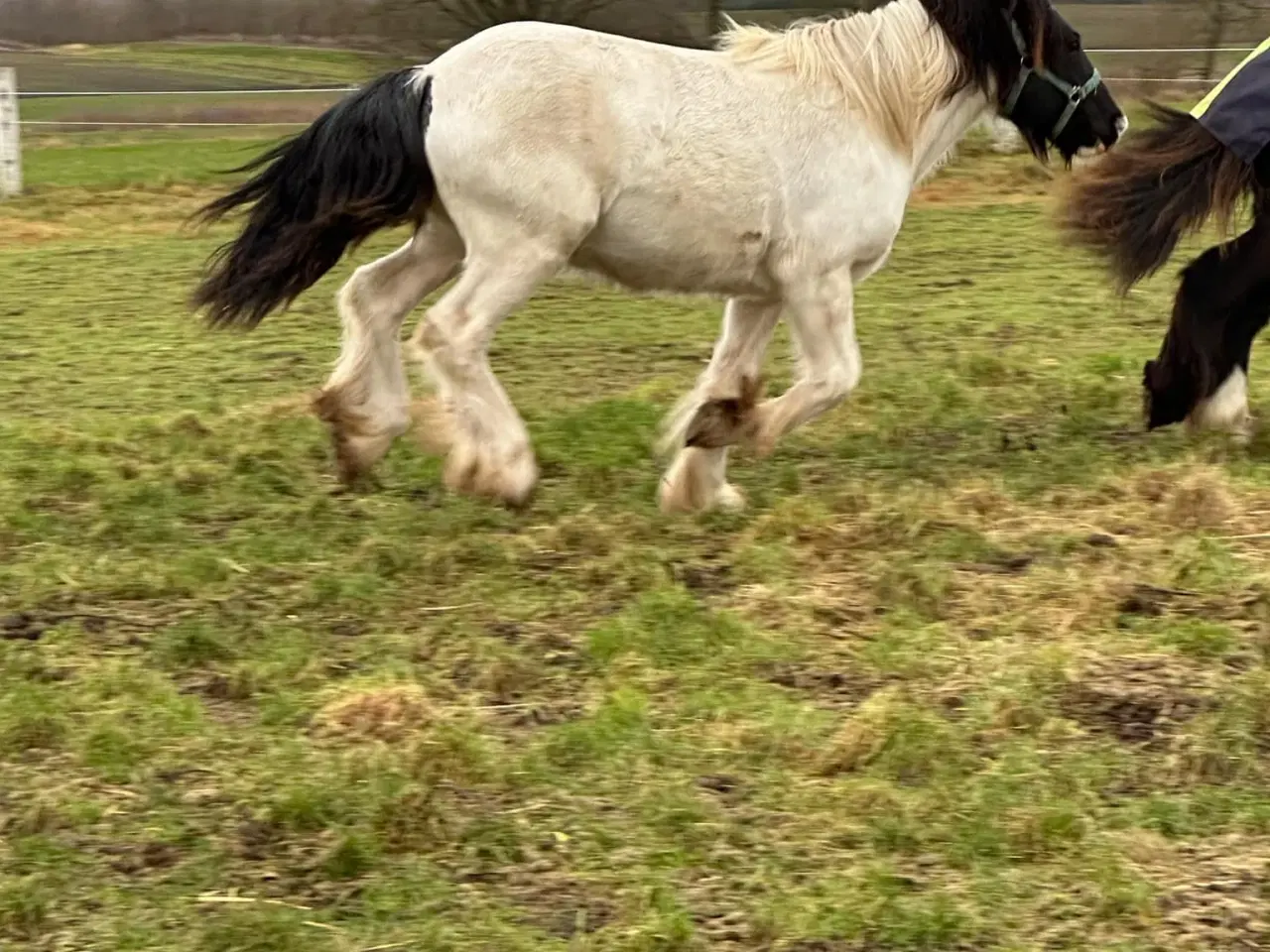 Billede 13 - Sød ung hingst byttes evt til anden hest/pony