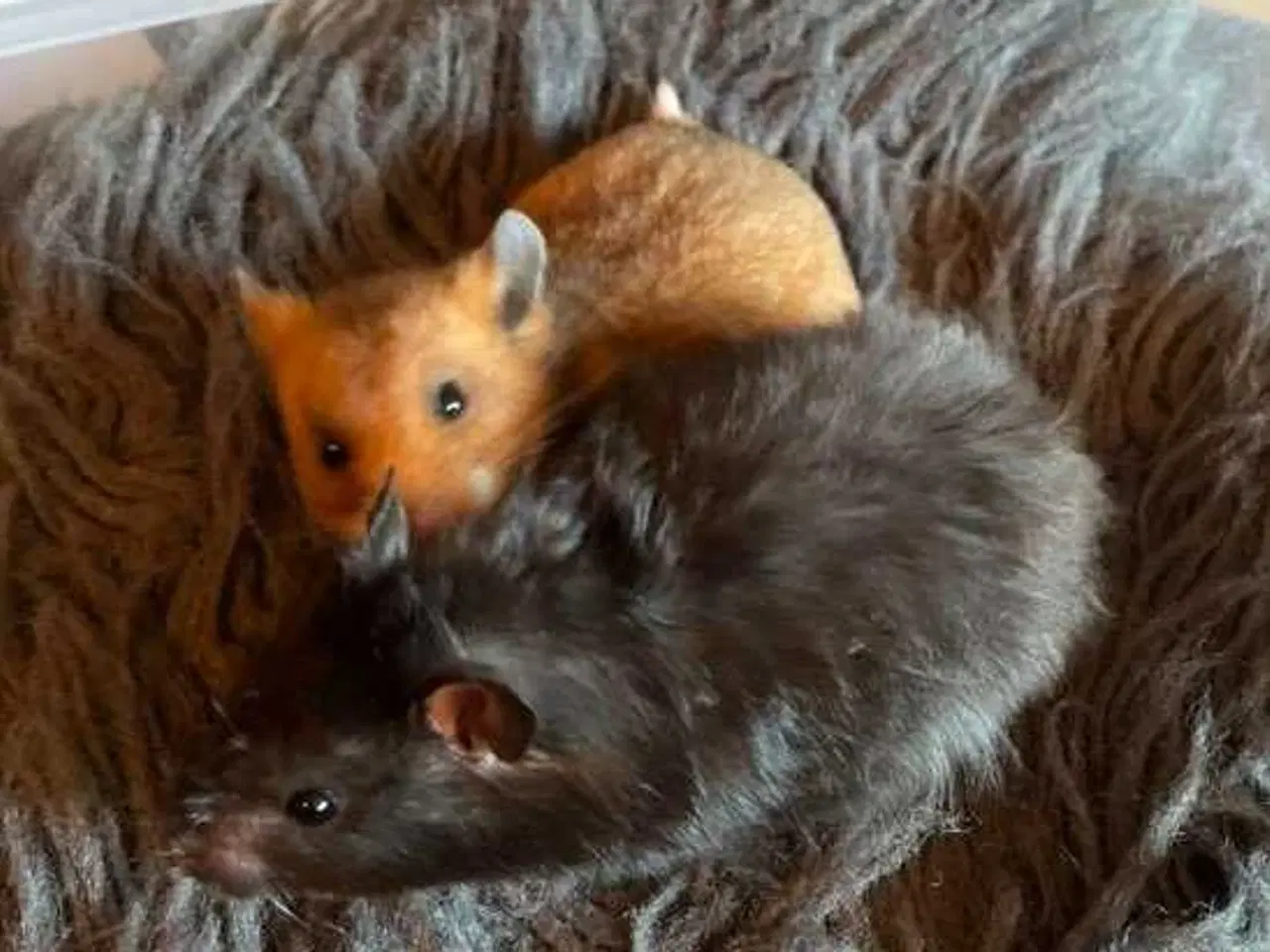 Billede 2 - Guldhamster 
