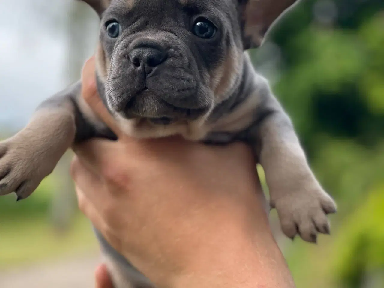 Billede 4 - Franske bulldog hvalpe