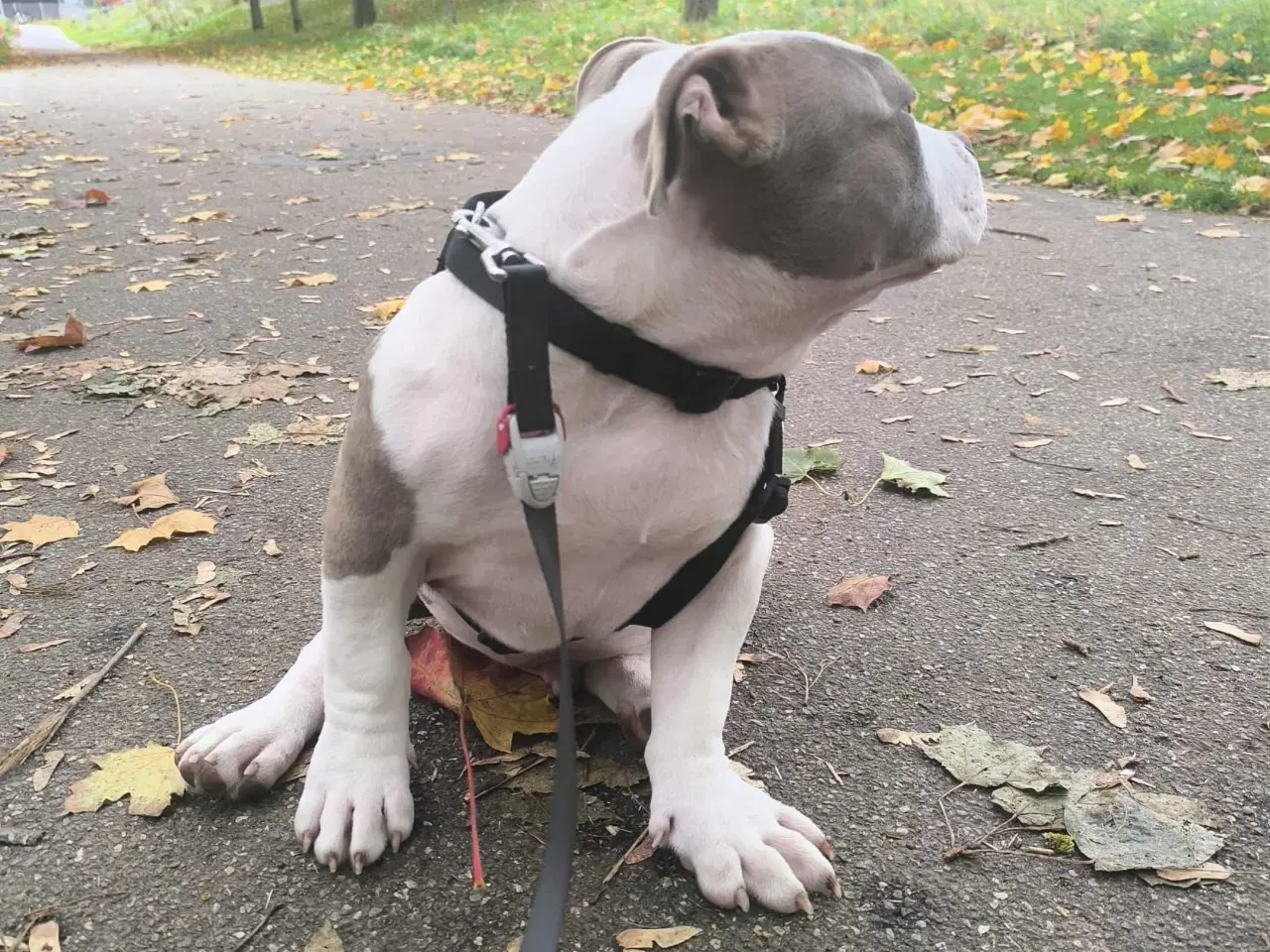 Billede 5 - 🏆Topkvalitets American Bully hanhvalp 