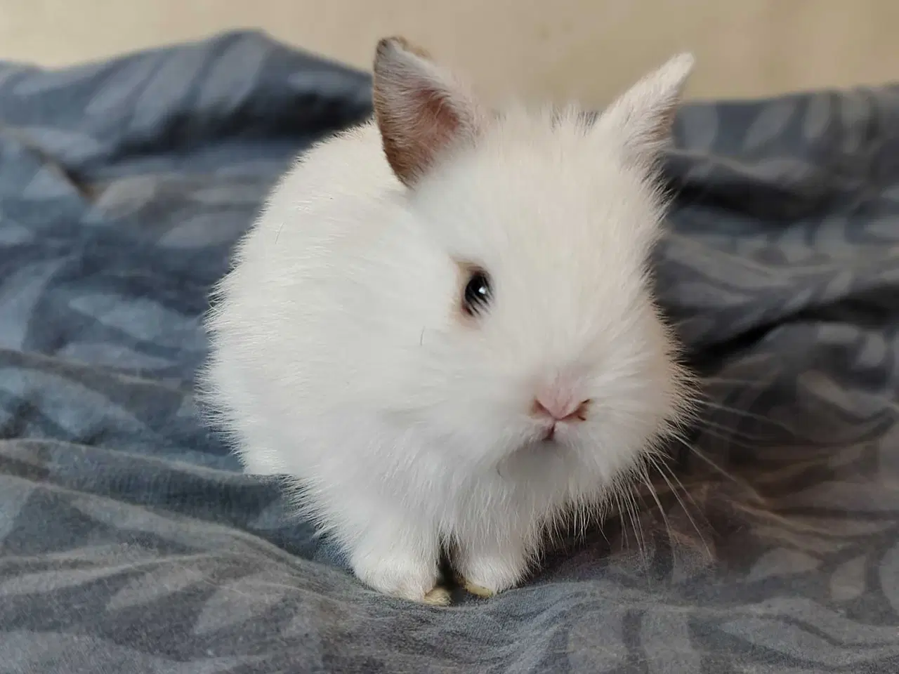 Billede 7 - Fluffy Mini Kaniner🐰