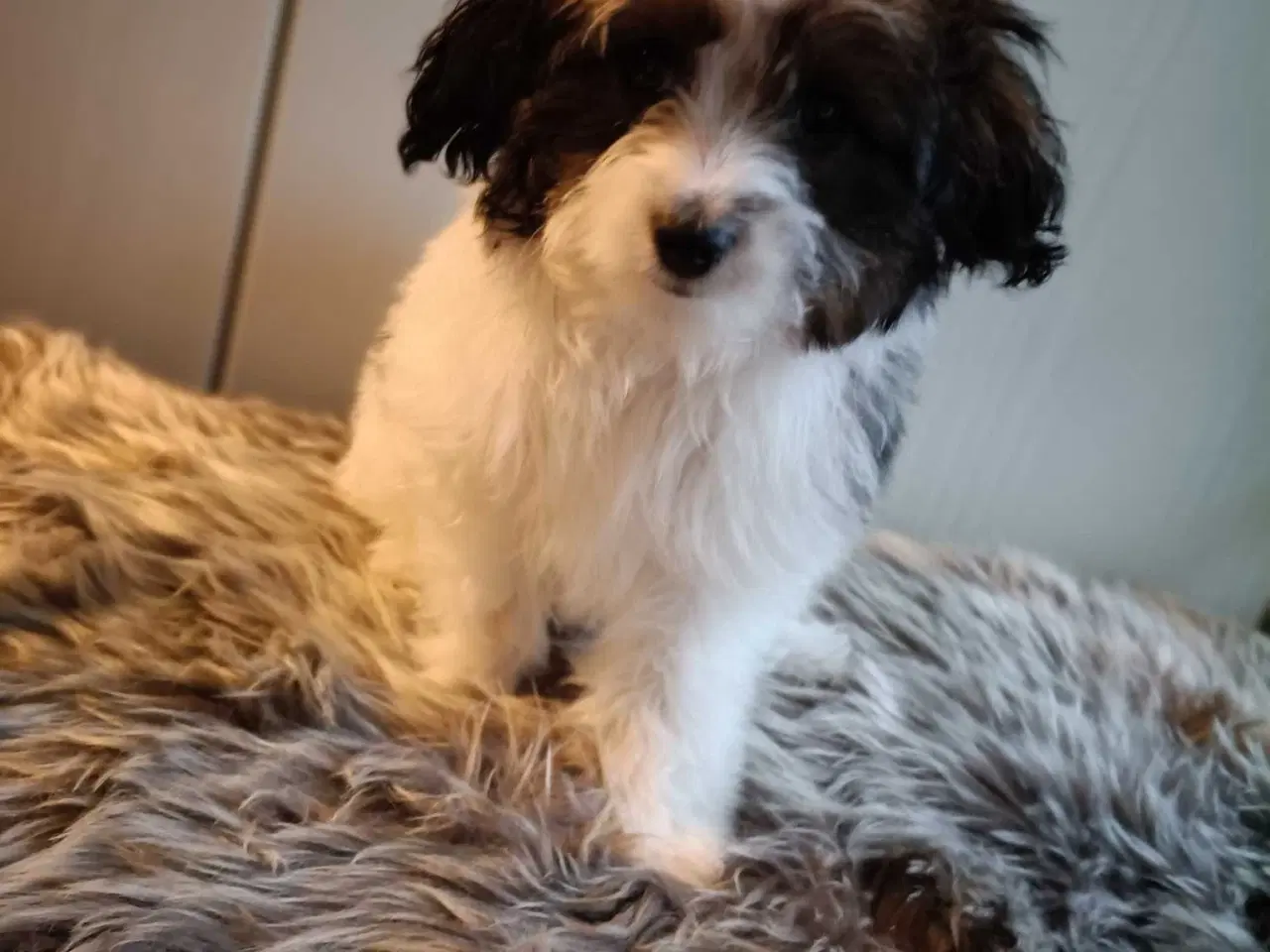 Billede 3 - Bishon frise