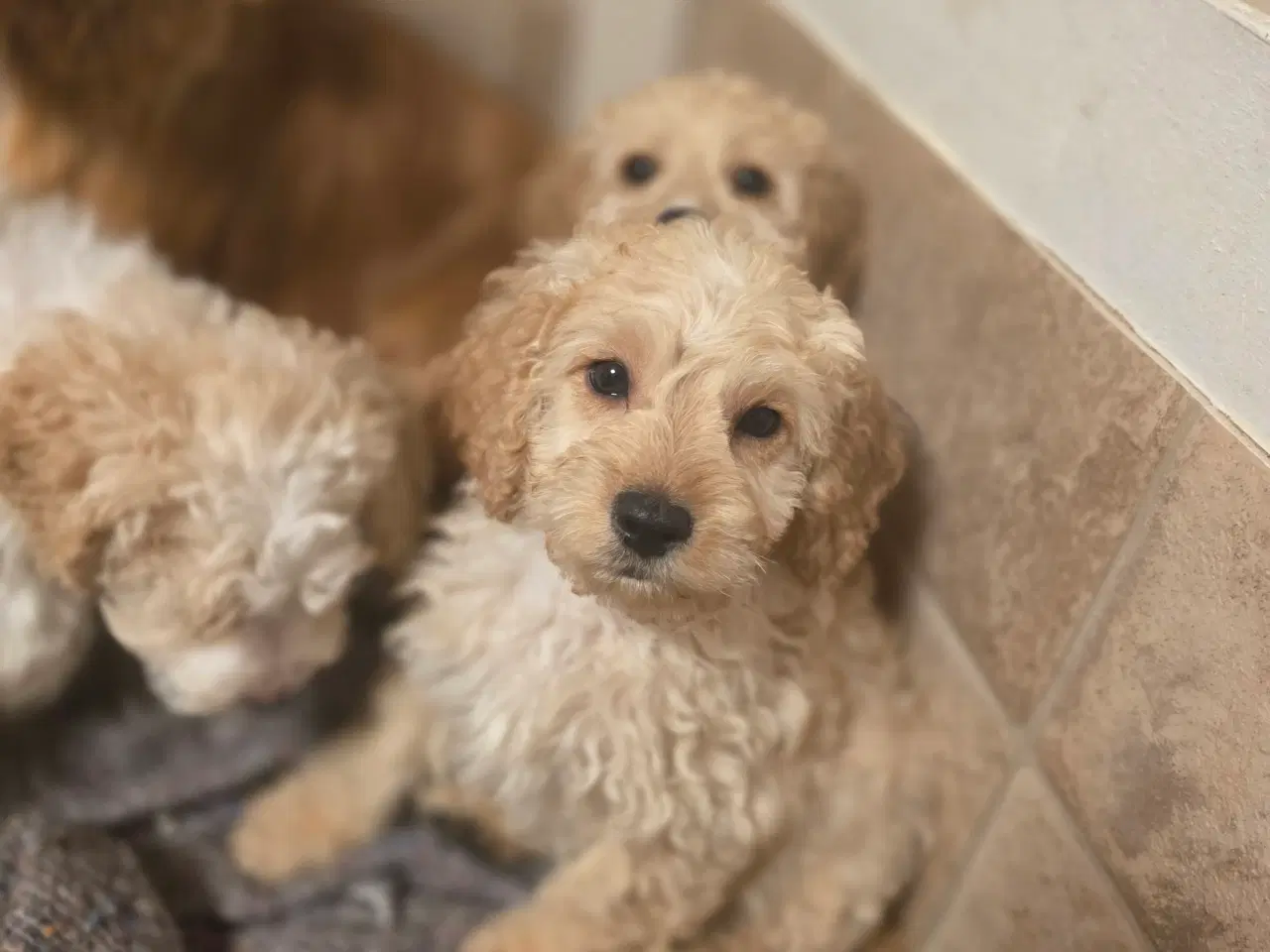 Billede 5 - Cockerpoo