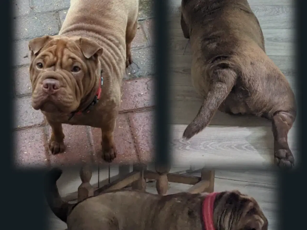 Billede 4 - Sharpei m. Fransk bulldog 