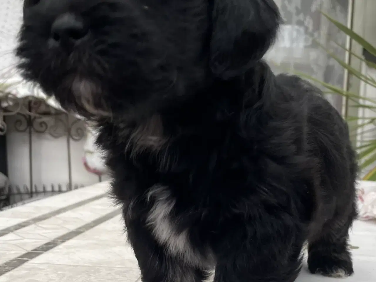 Billede 2 - Lhasa Doodle hvalpe