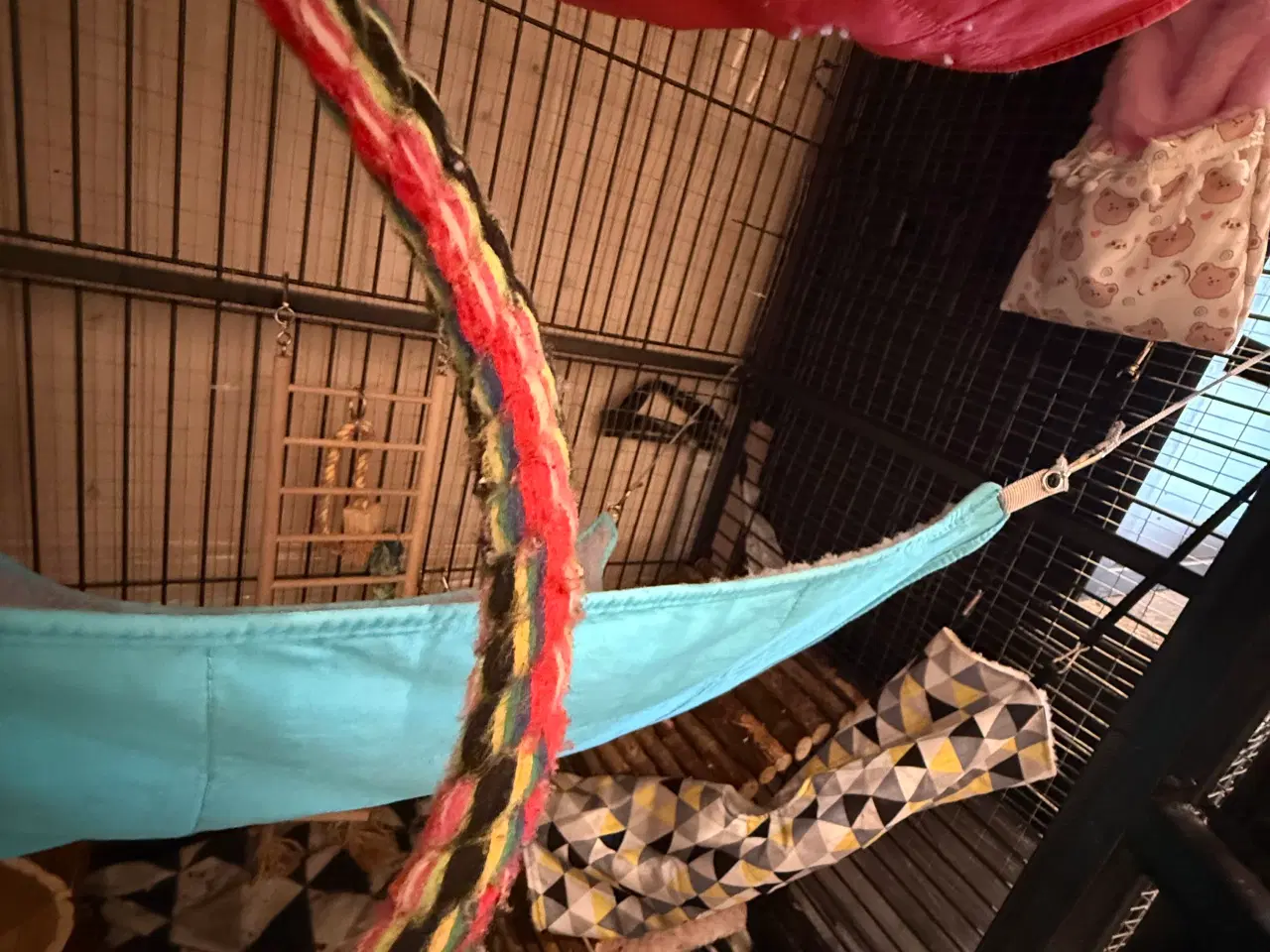 Billede 11 - 2 skønne Sugar Gliders søger deres nye hjem