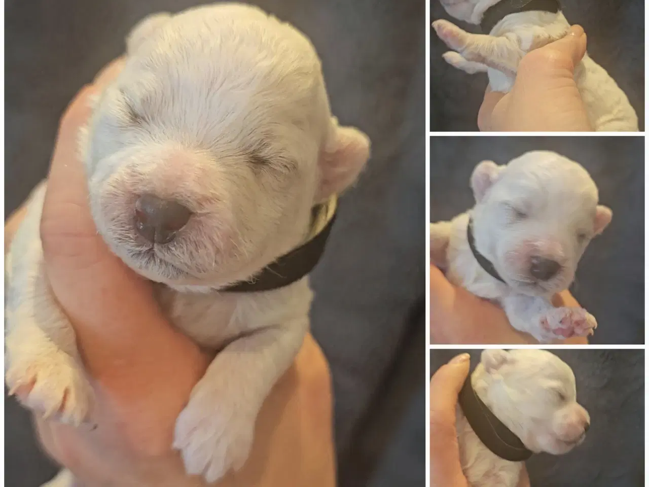 Billede 19 - Bichon Frise allergivenlige hvalpe