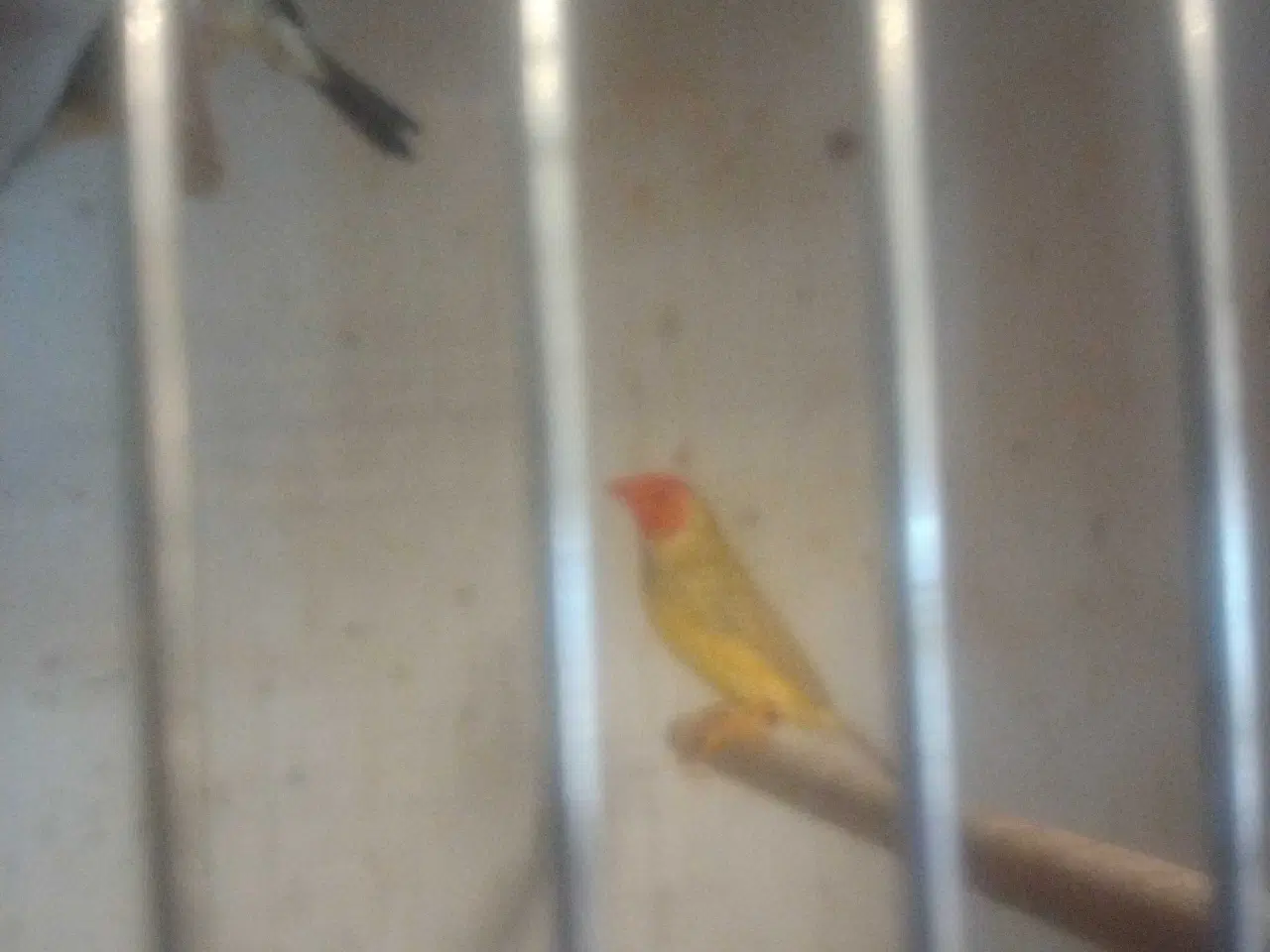 Billede 2 - Siv astrille guleog rød hovdet