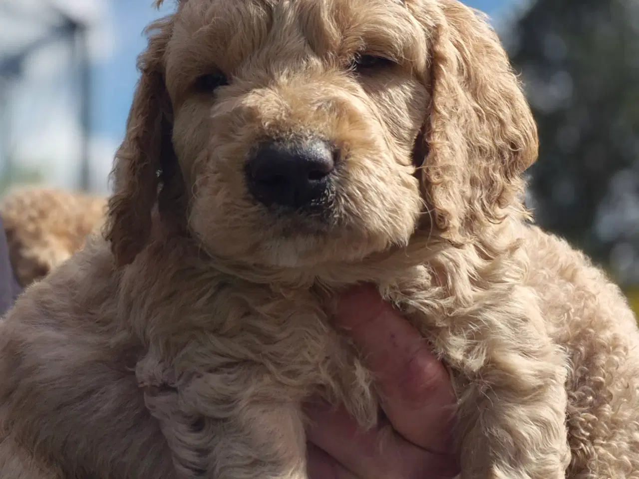 Billede 8 - Goldendoodle  hvalpe - 14-21 kg
