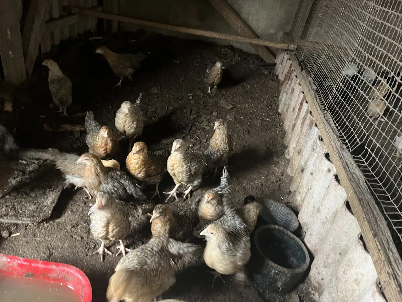 Billede 1 - kyllinger af Bielefelder Varme fri