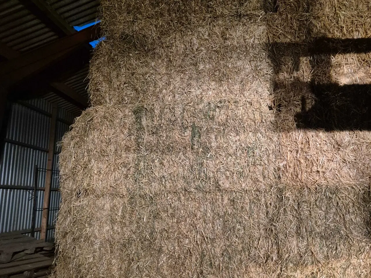 Billede 1 - Vårbyg med græs 