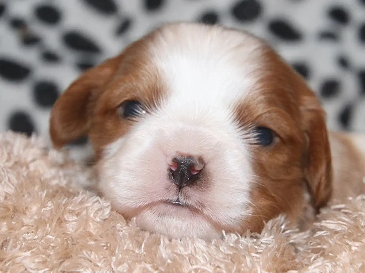 Billede 8 - Lækre cavalier drengebørn med stamtavle.