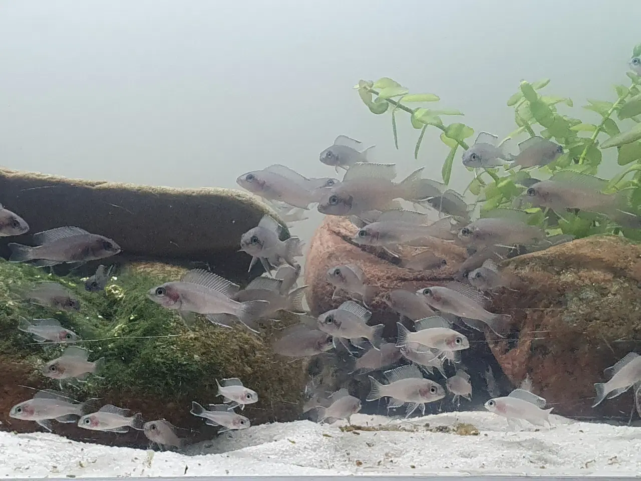 Billede 11 - Prinsessecichlider (Neolamprologus brichardi)