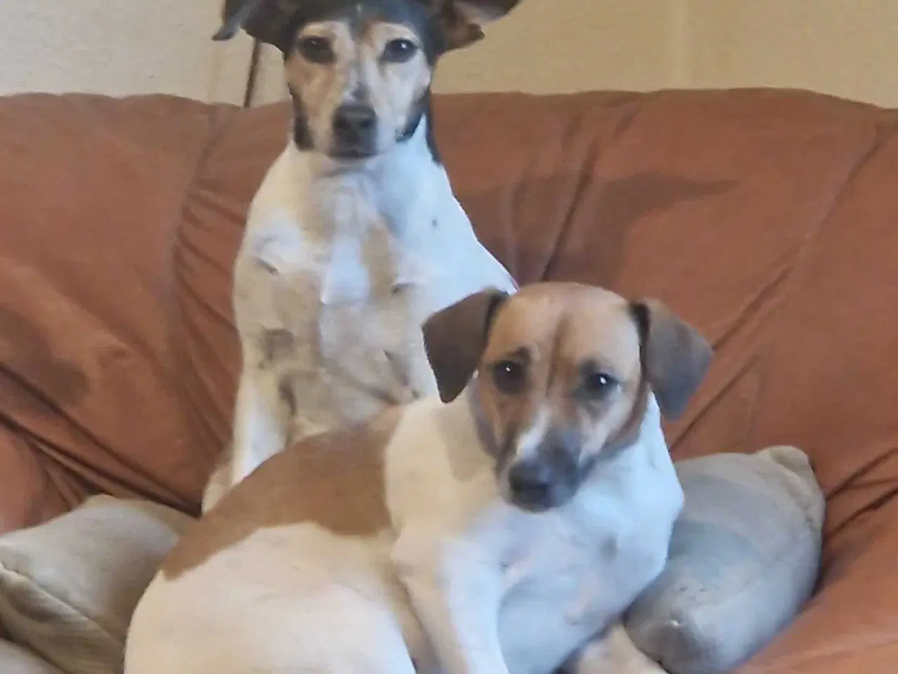 Billede 1 - To skønne hunde hunde søger nyt hjem