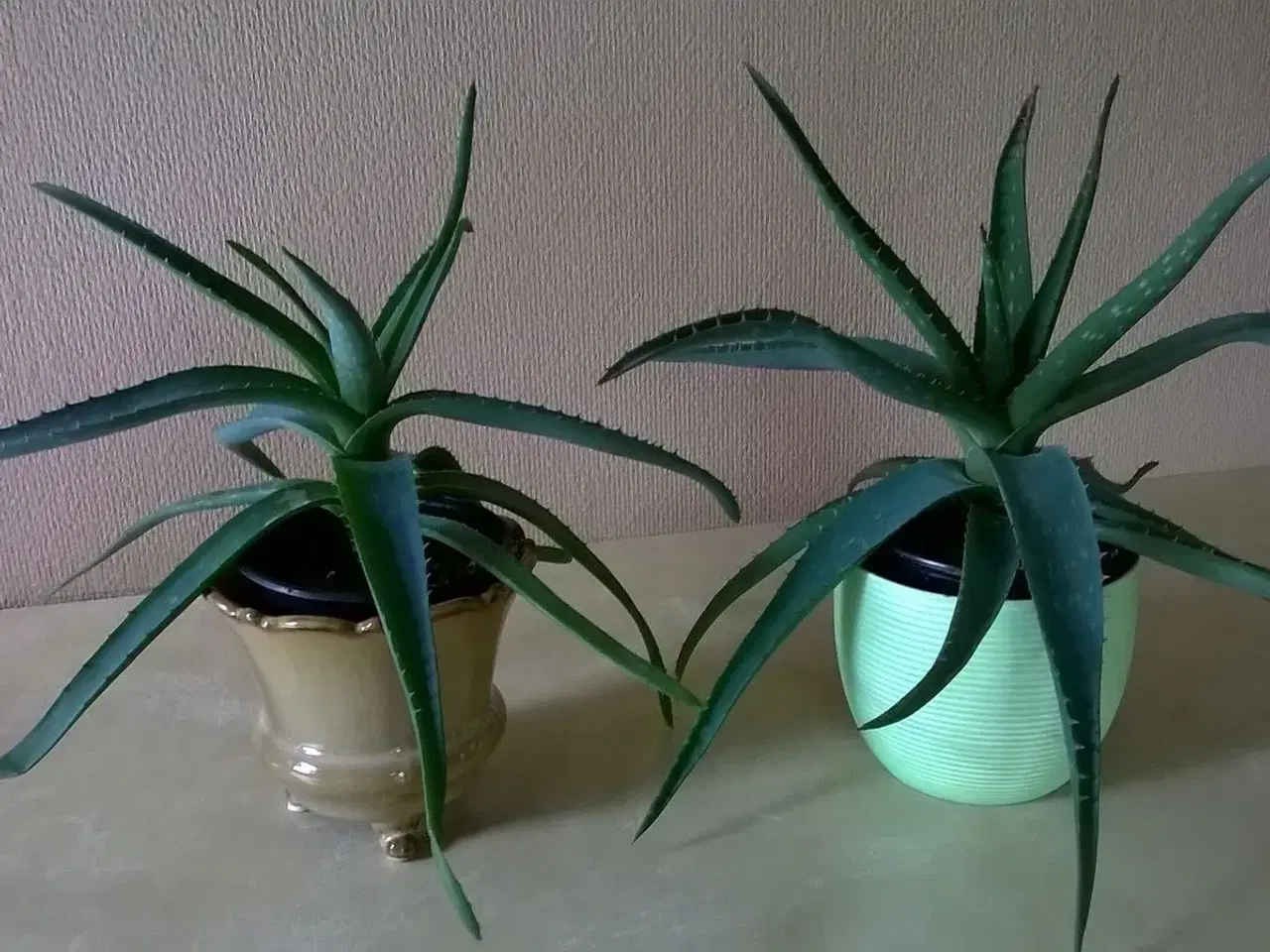 Billede 3 - Aloe Vera planter