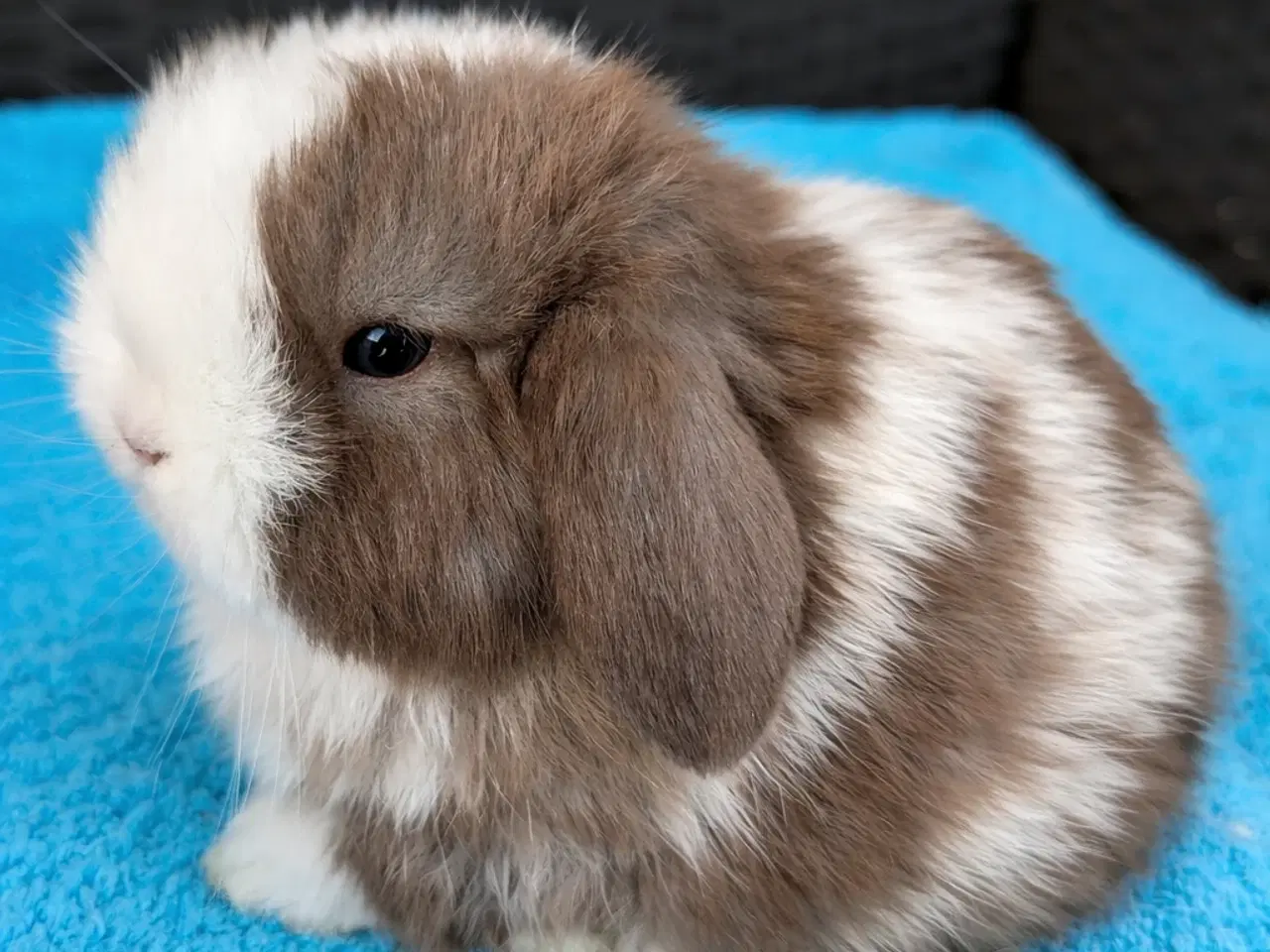 Billede 1 - Minilop kaninunge sælges
