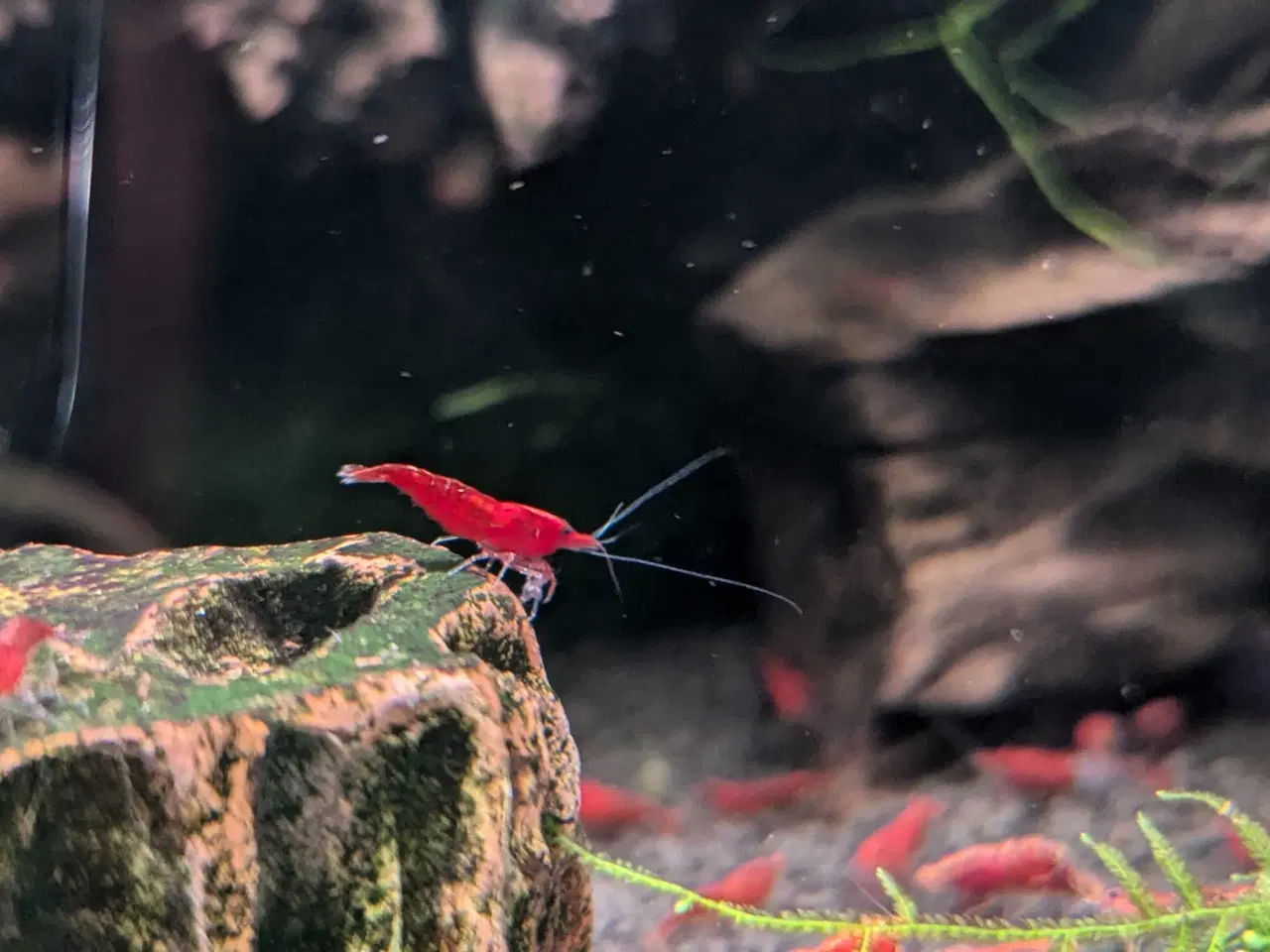 Billede 2 - Neocaridina Davidii, Fire Red rejer.