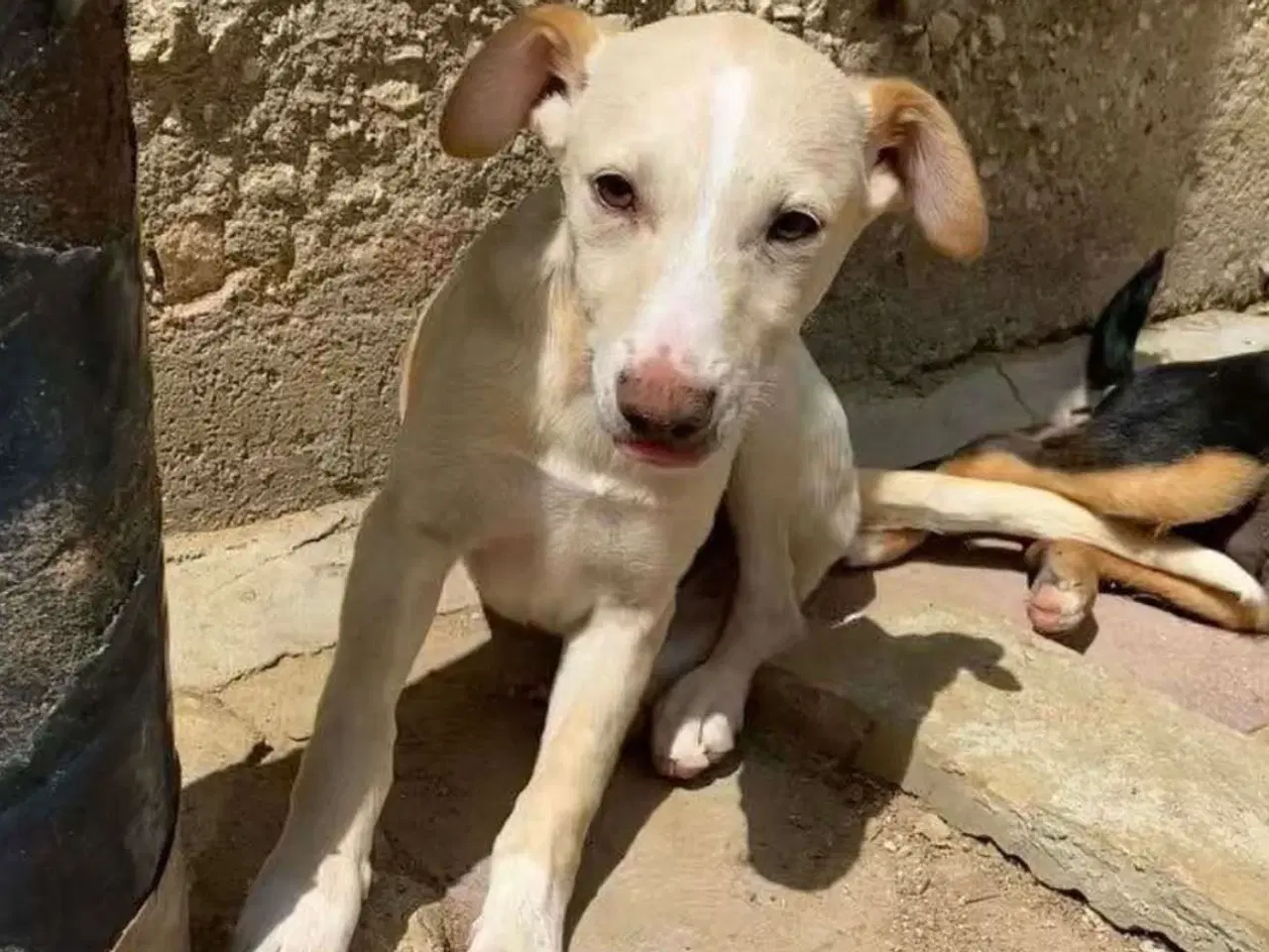 Billede 7 - Vidunderlige Lotus søger sin helt egen familie 🥰