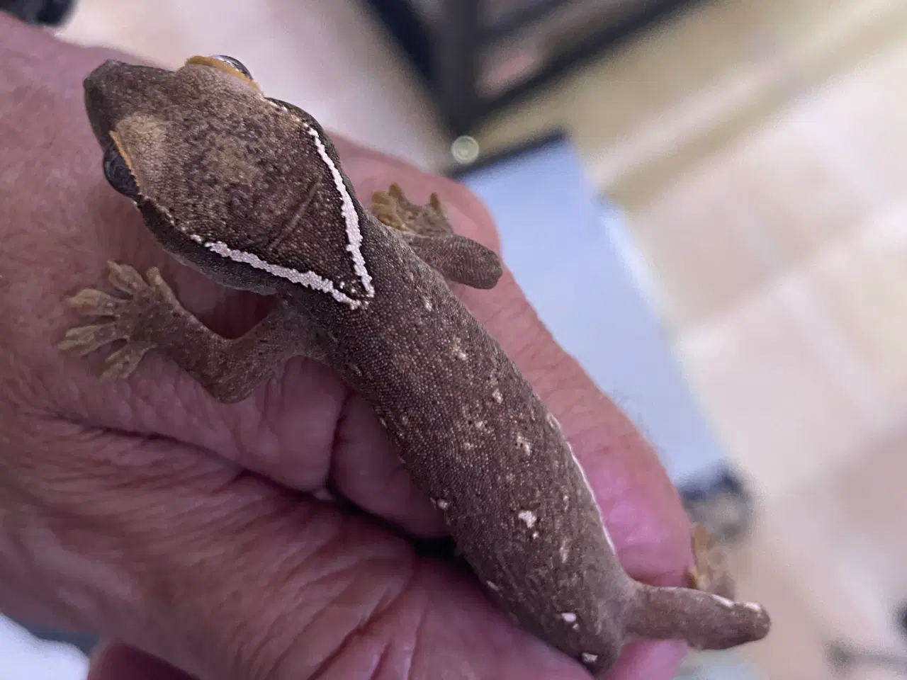 Billede 8 - Gekko’er fra Ny kaledonien