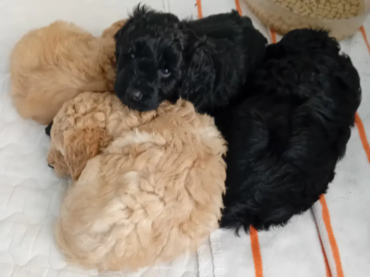 Billede 6 - Cavapoo f1b 