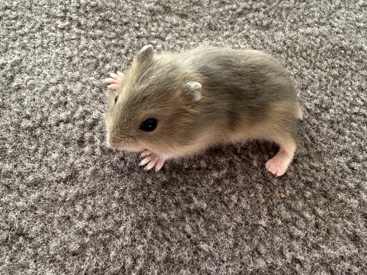 Billede 1 - Hamsterunger