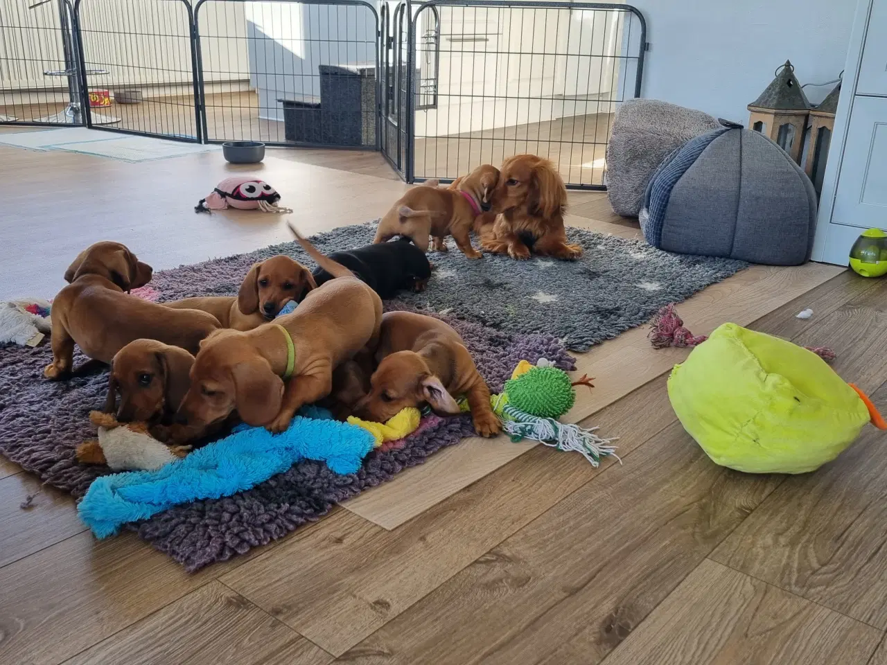 Billede 12 - 2 stk gravhundehvalpe korthåret mangler hjem
