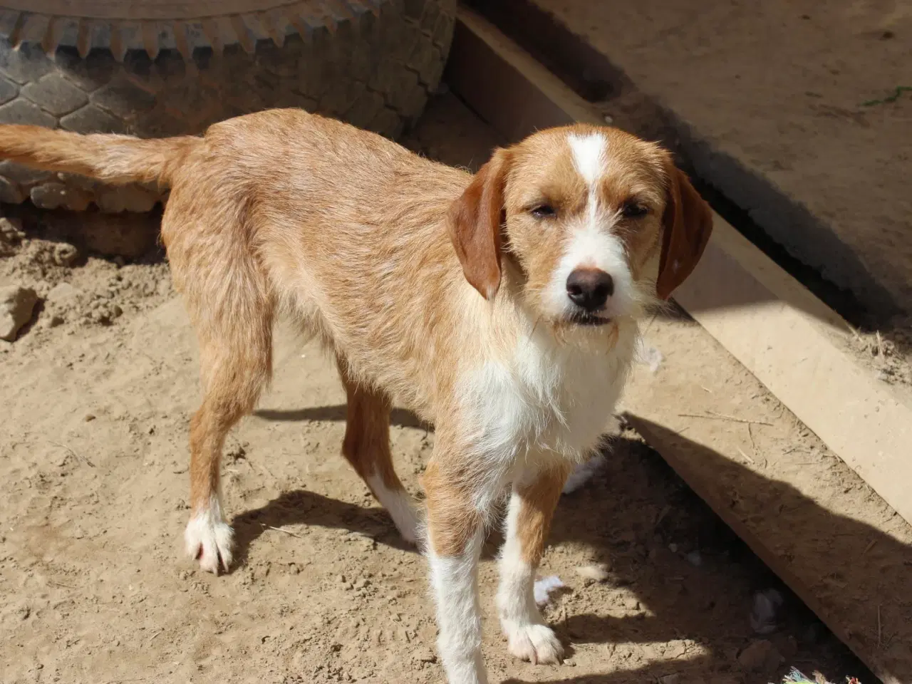 Billede 6 - Skønne Cairo søger sit eget hjem