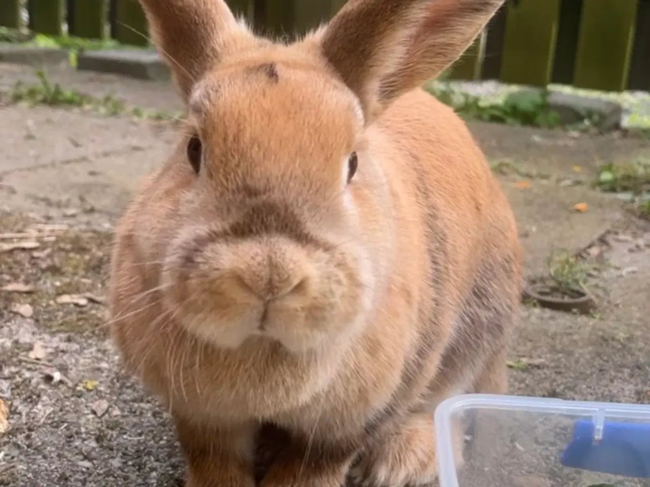 Billede 3 - 2 søde kaniner søger nyt hjem