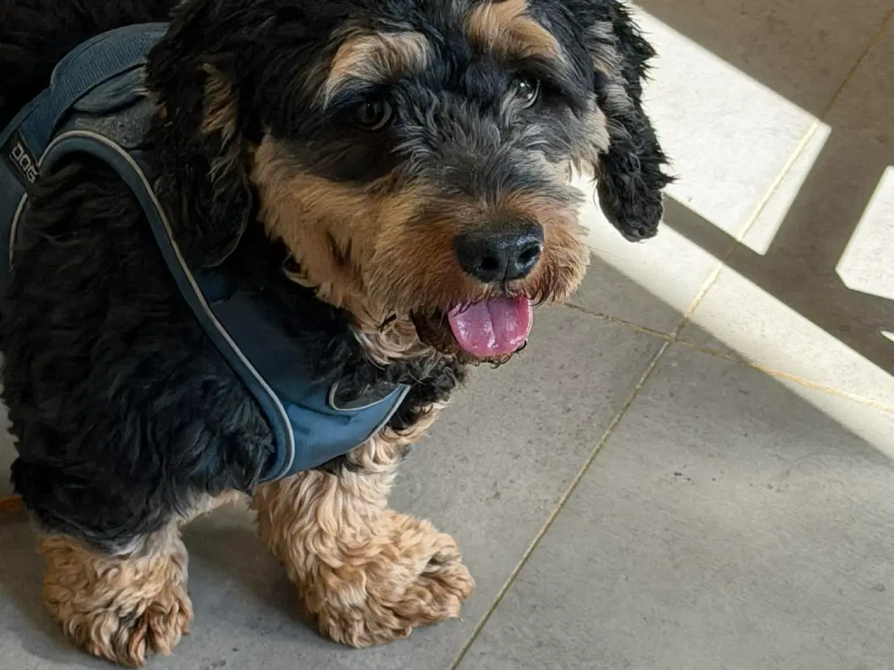 Billede 8 - 🐾 Søde Balder søger sit helt rette hjem 🐾