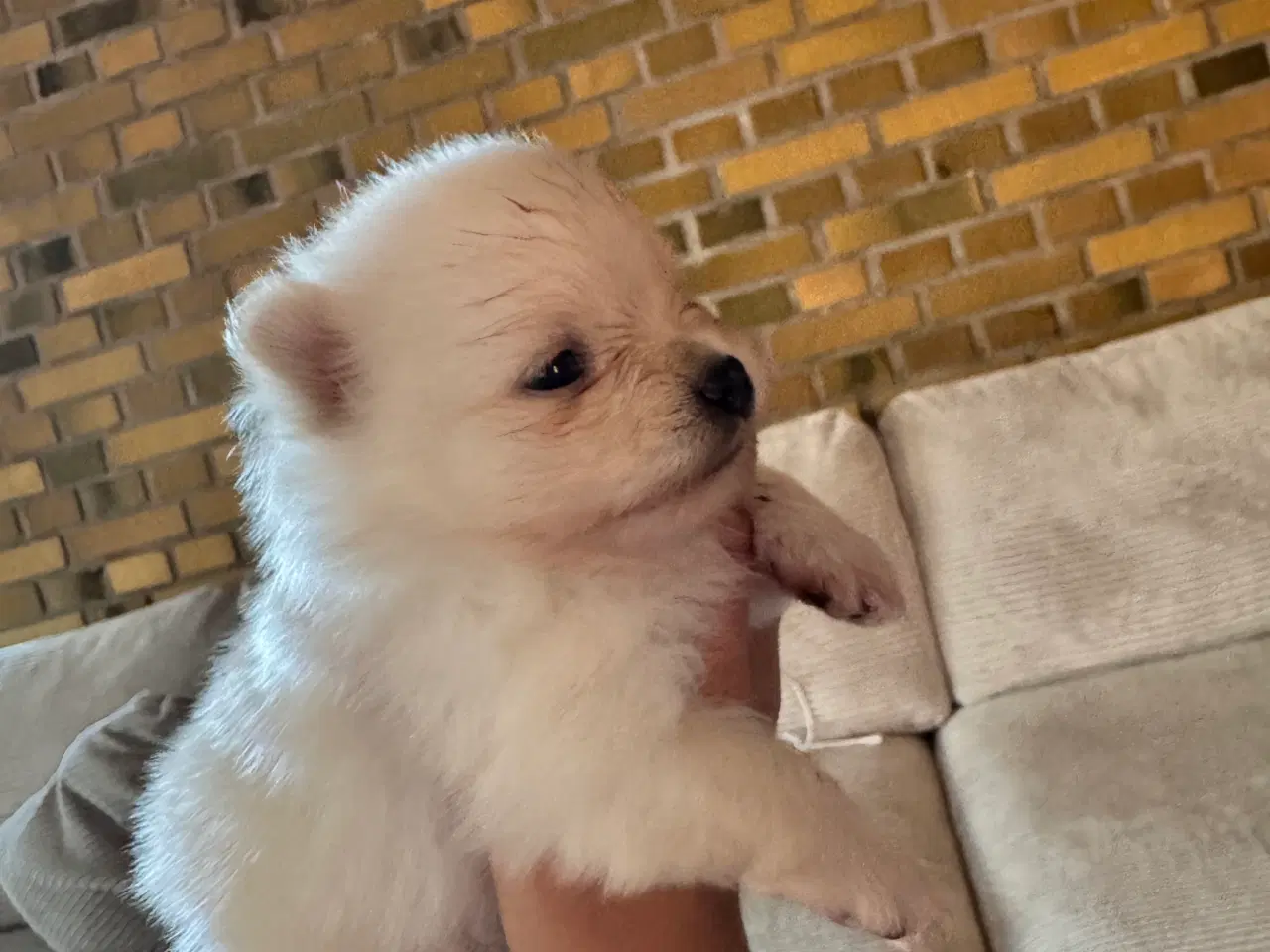 Billede 5 - Pomeranian Merle hvalp 