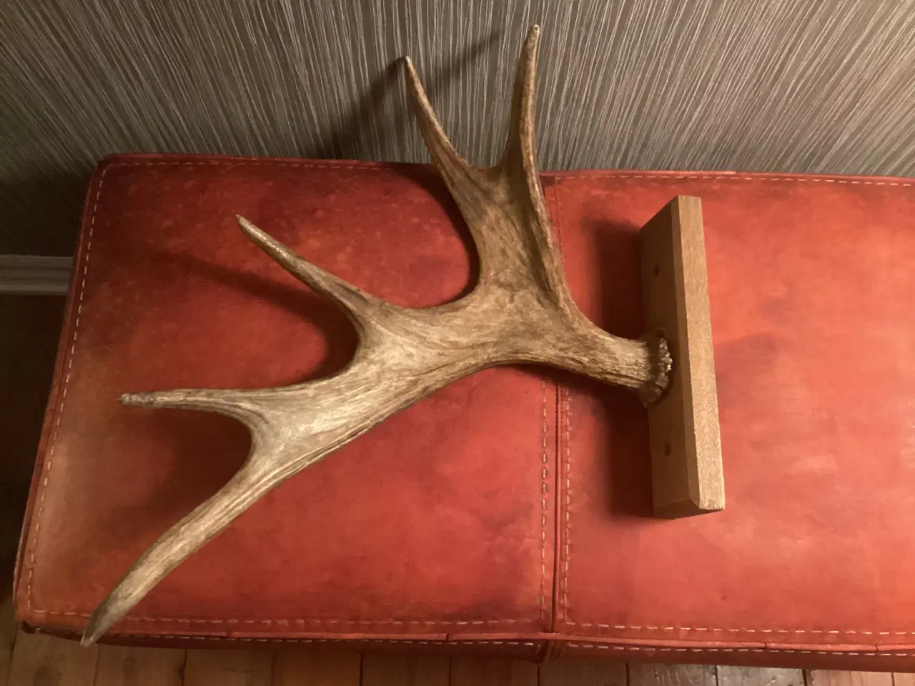 Billede 1 - Gevir på træplade fra elg