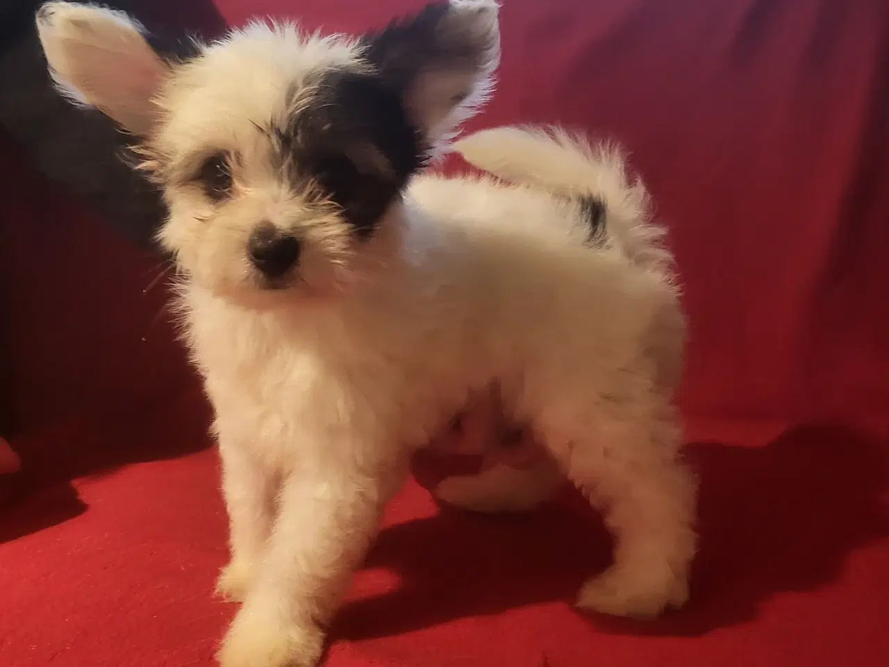 Billede 2 - Papillon/Powderpuff Hvalpe 