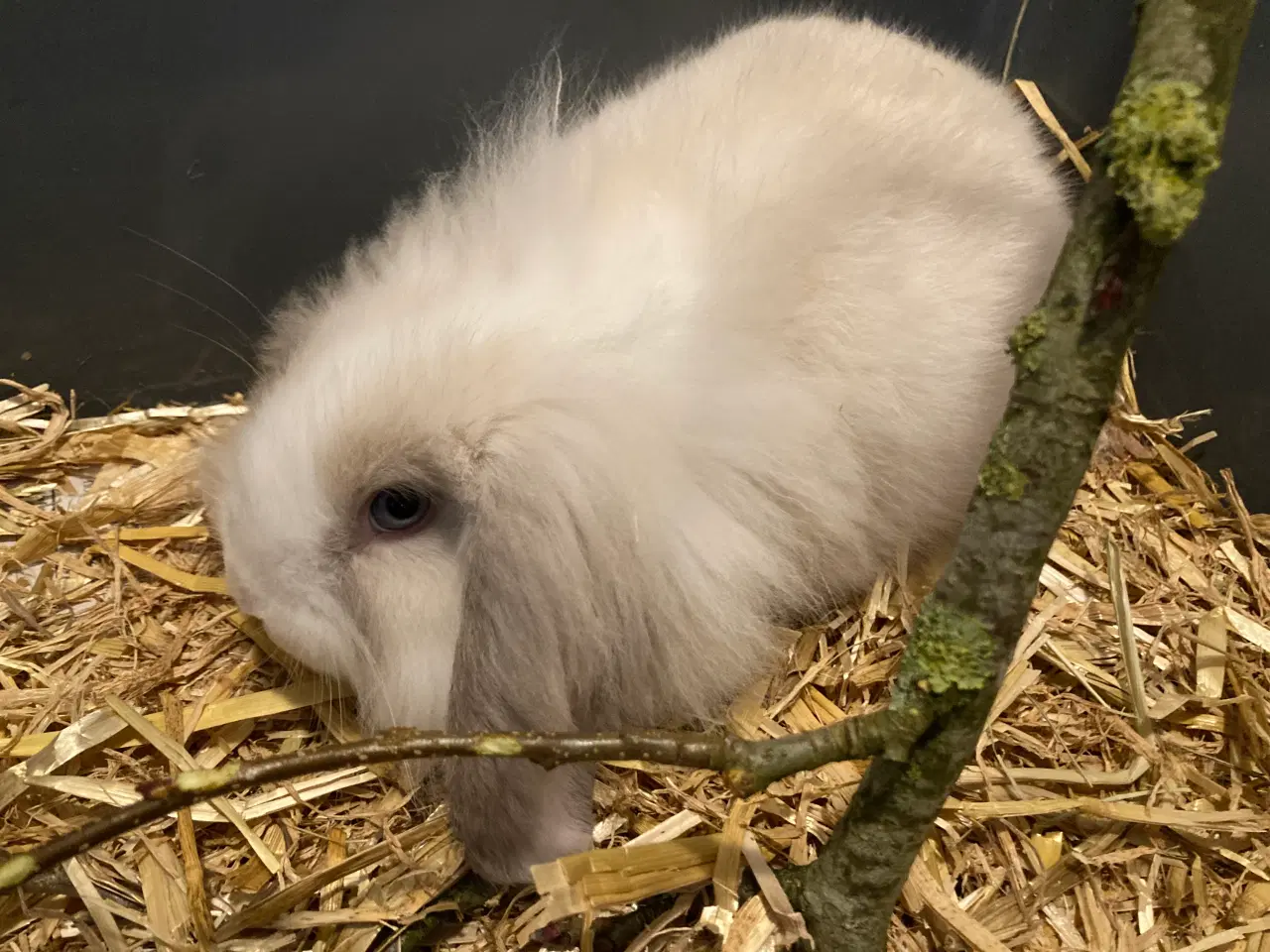 Billede 3 - Søde lille Fie på 9 uger er nu flytteklar