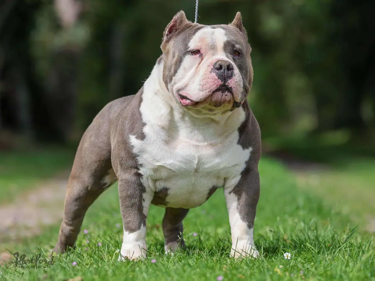 Billede 6 - American Bully