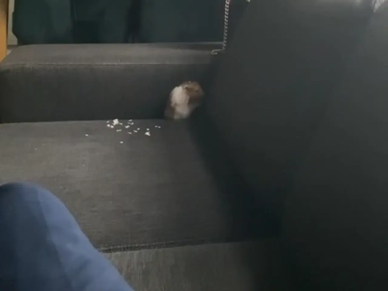 Billede 2 - Hamster sælges
