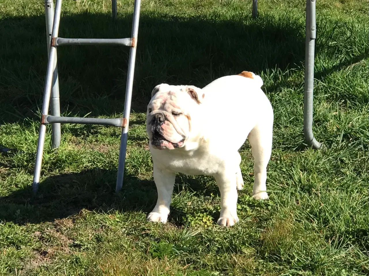 Billede 2 - Bulldog