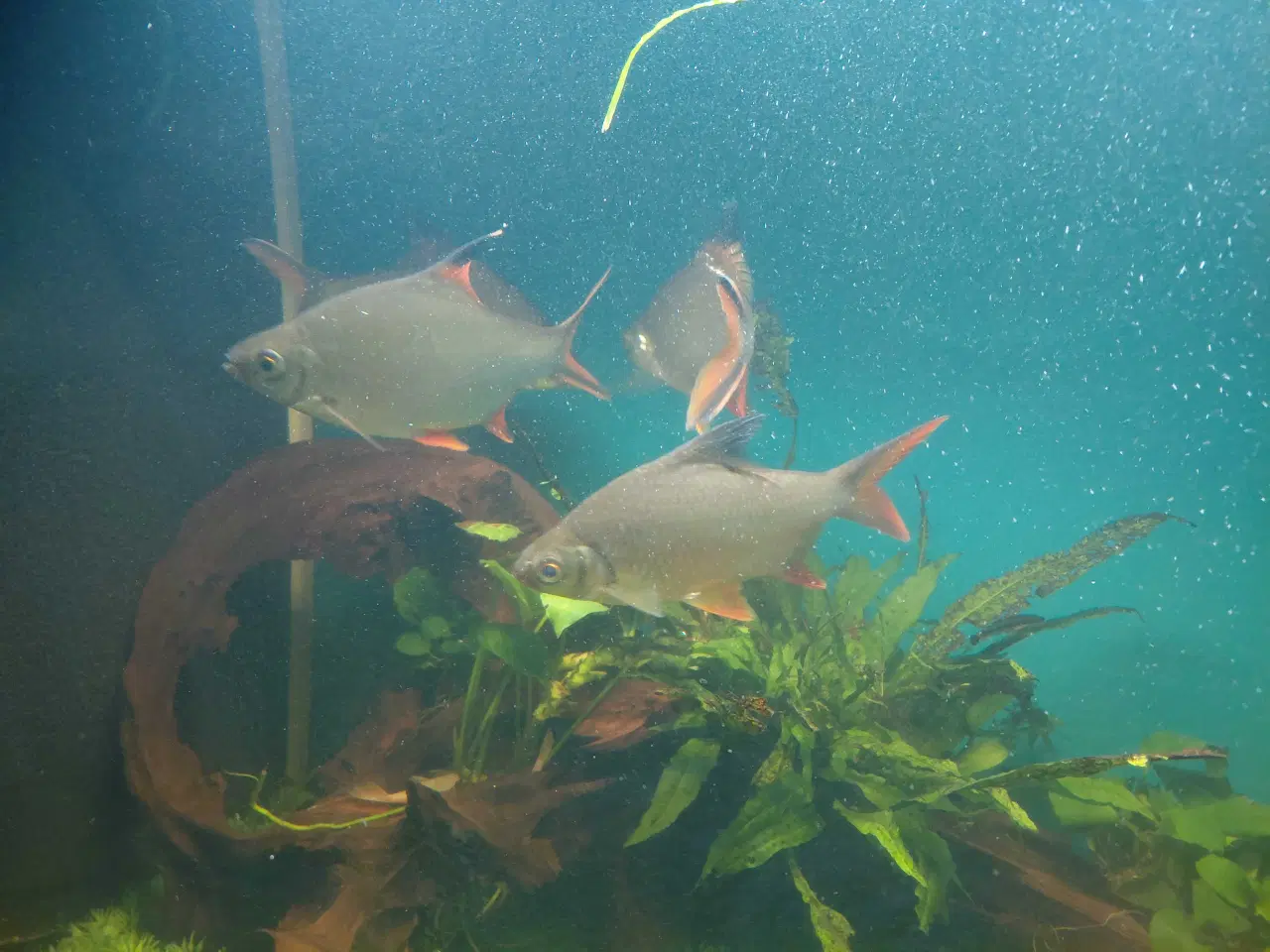 Billede 4 - Stor fisk 