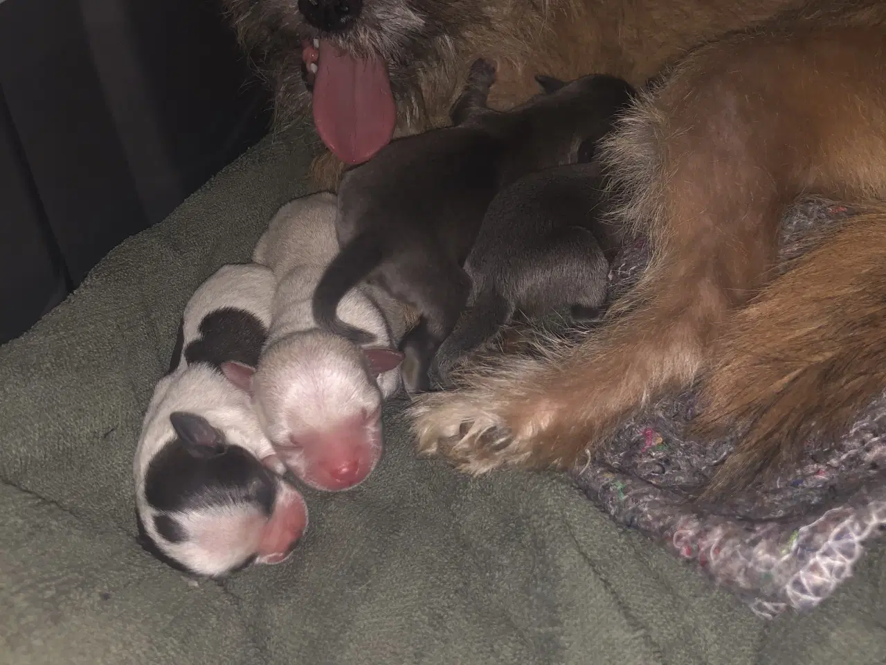 Billede 2 - Shih Tzu / Chihuahua blanding