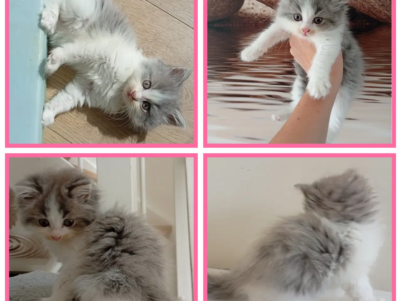 Billede 14 - Mainecoon killinger 