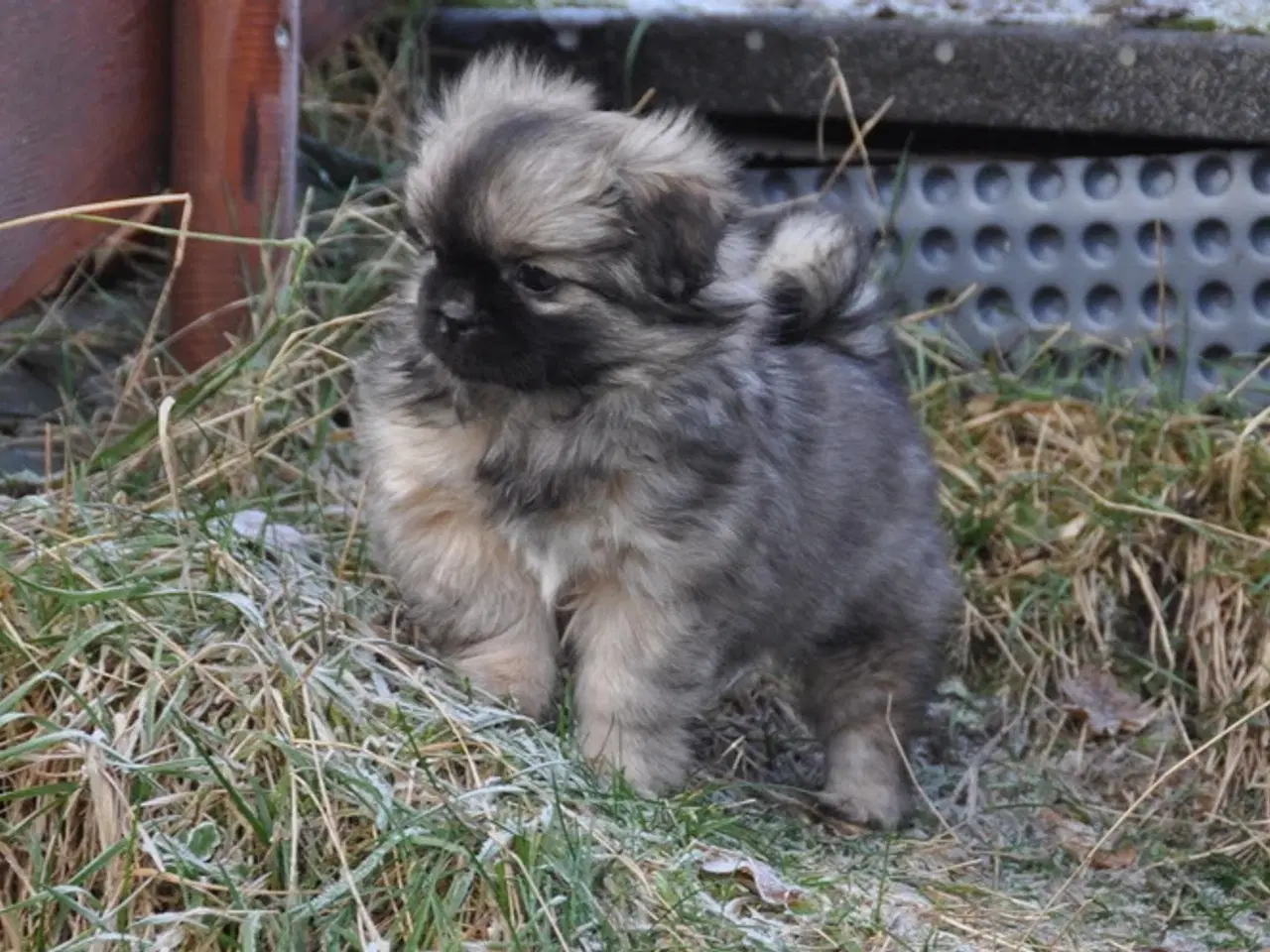 Billede 4 - Tibbe-hvalp, 9 uger