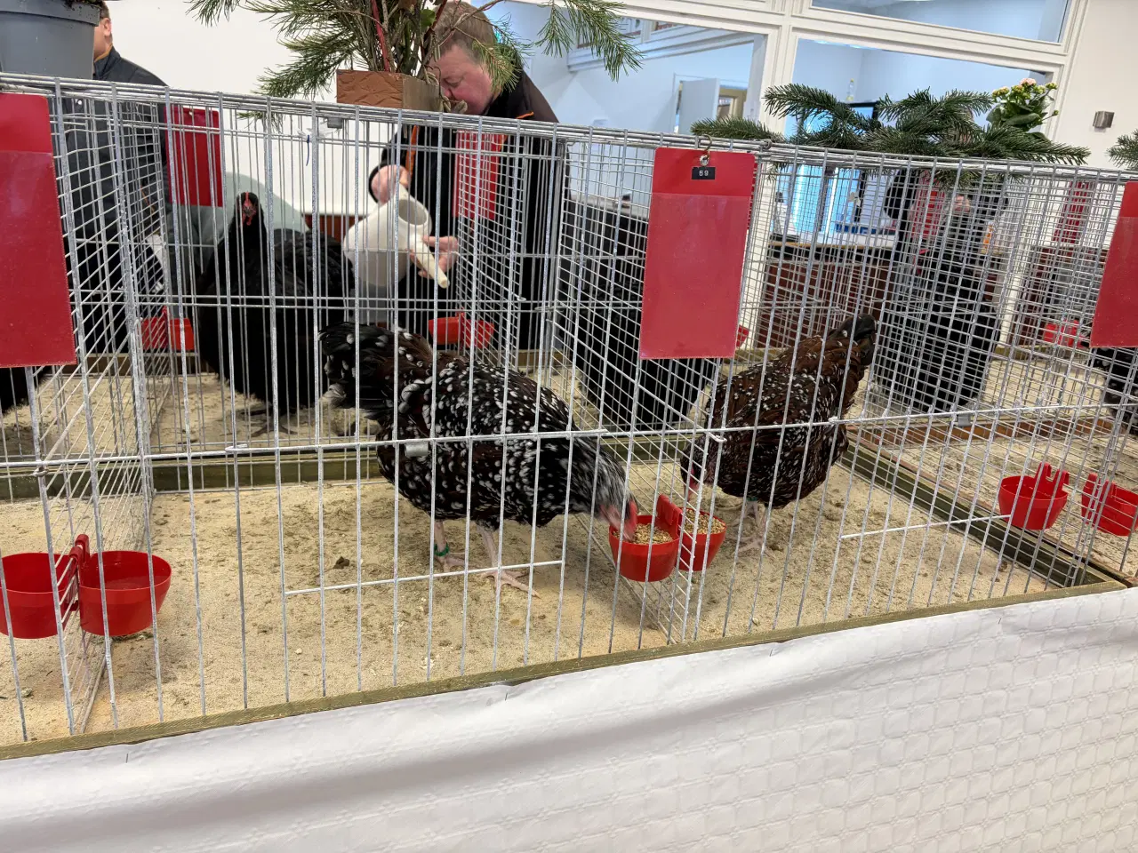 Billede 5 -  1.5 Sussex i Brun sort porcelænsfarvet