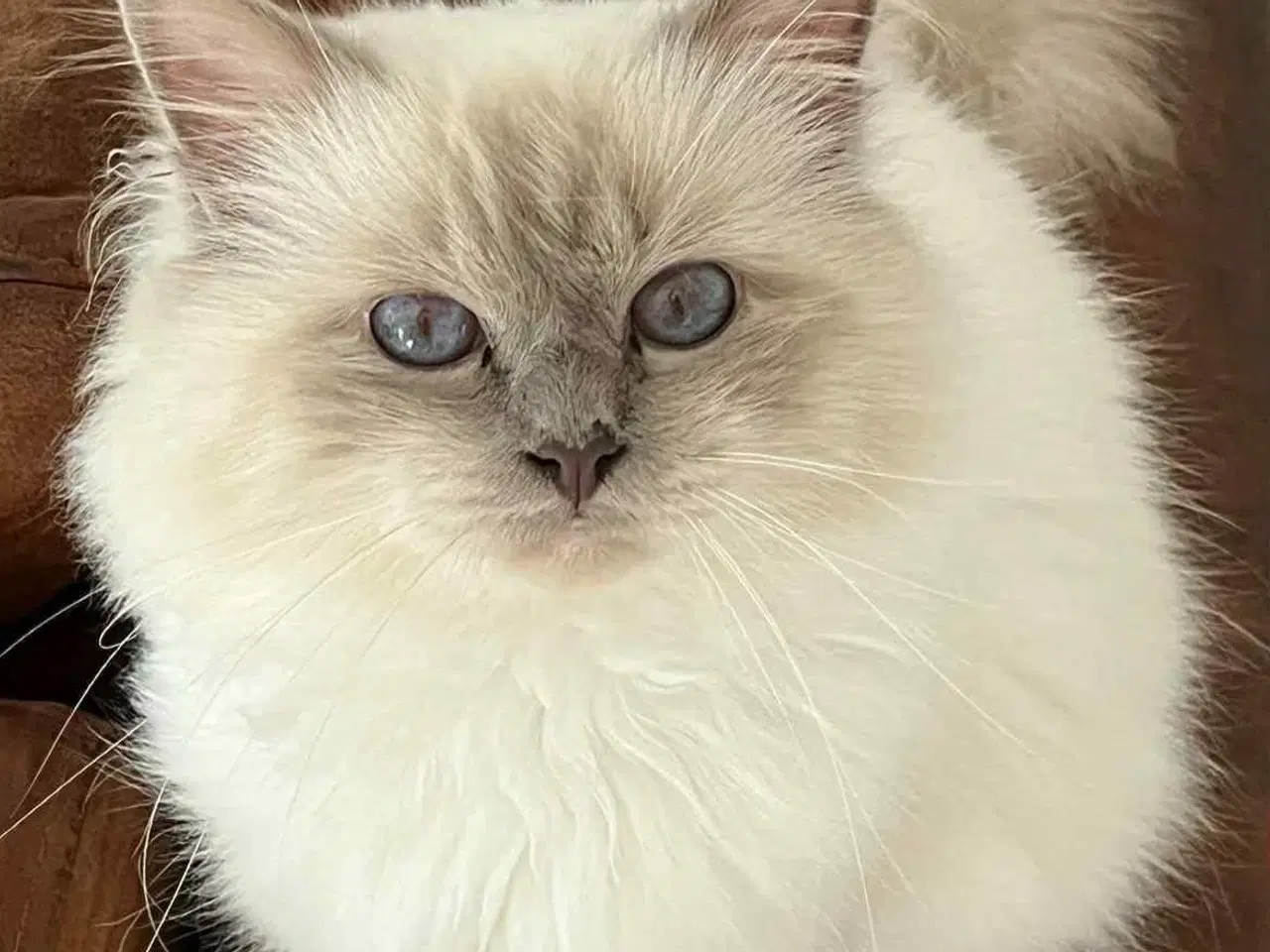 Billede 7 - Hellig Birma crememaskede