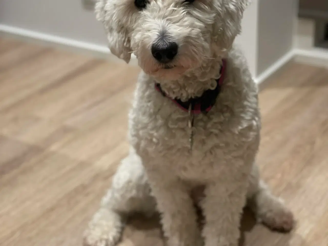 Billede 6 - Goldendoodle hvalpe sælges 