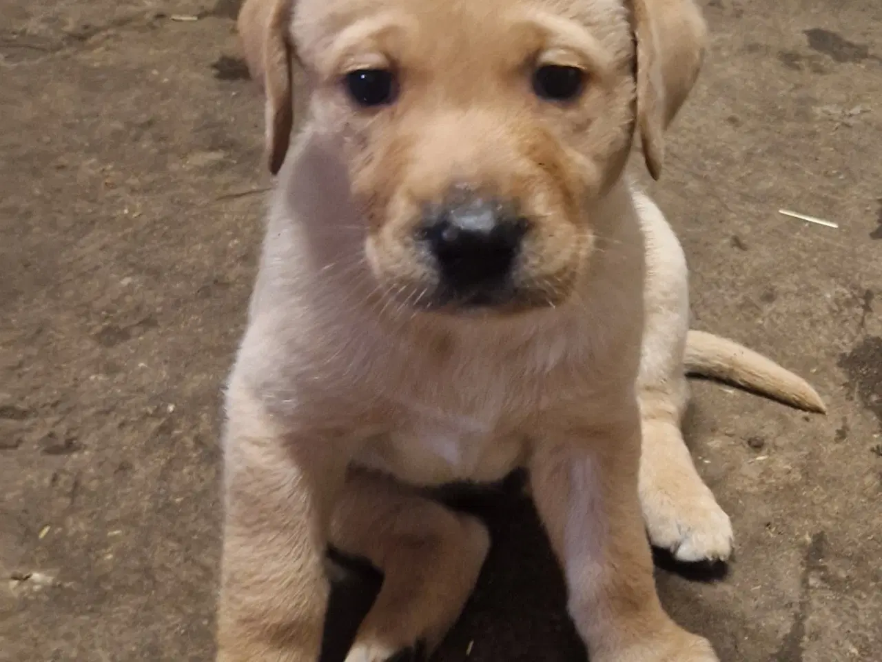 Billede 3 - Golden/ labrador 
